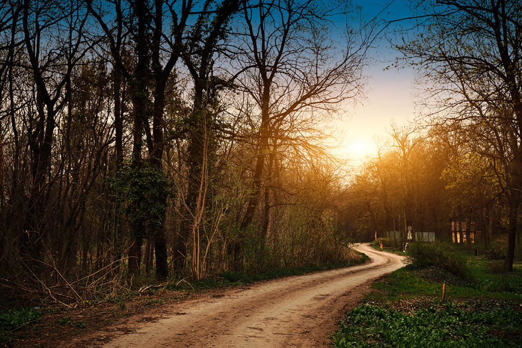 A winding dirt path through a forest at sunset, symbolizing a journey toward health and wellness.